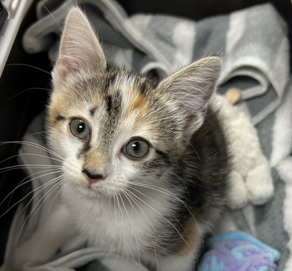 07637B LUA - Domestic Shorthair / Mix available for adoption