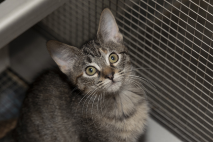 07995B FIONA - Domestic Shorthair / Mix available for adoption