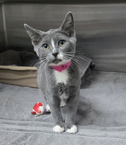 96705A Elide- PetSmart North Charleston