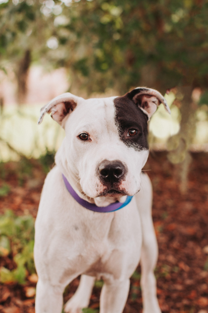 93616A  BOB - American Staffordshire Terrier / Mix available for adoption