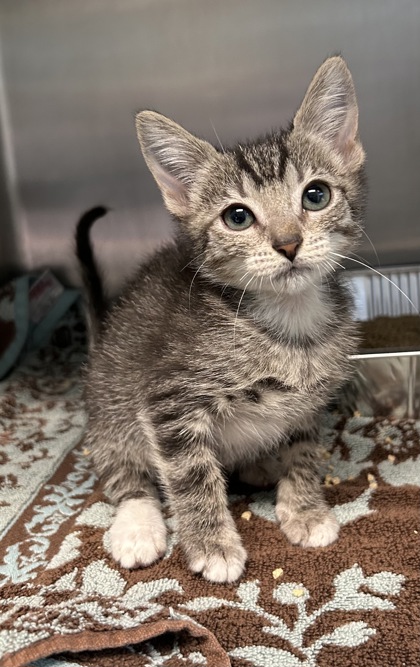 06865B CRISS-CROSS - Domestic Shorthair / Mix available for adoption