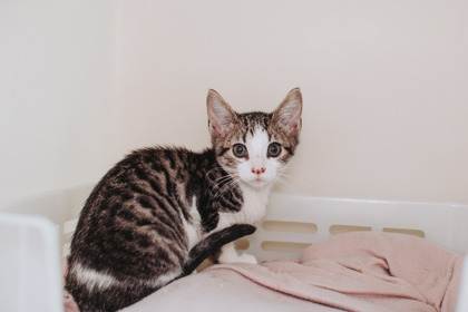 95258A LUFFY - Domestic Shorthair / Mix available for adoption