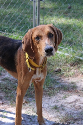 08997B REX - American Foxhound / Mix available for adoption
