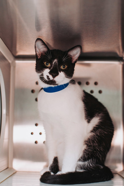 95968a Han Solo- Petco West Ashley