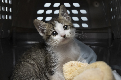 08755B TINY - Domestic Shorthair / Mix available for adoption