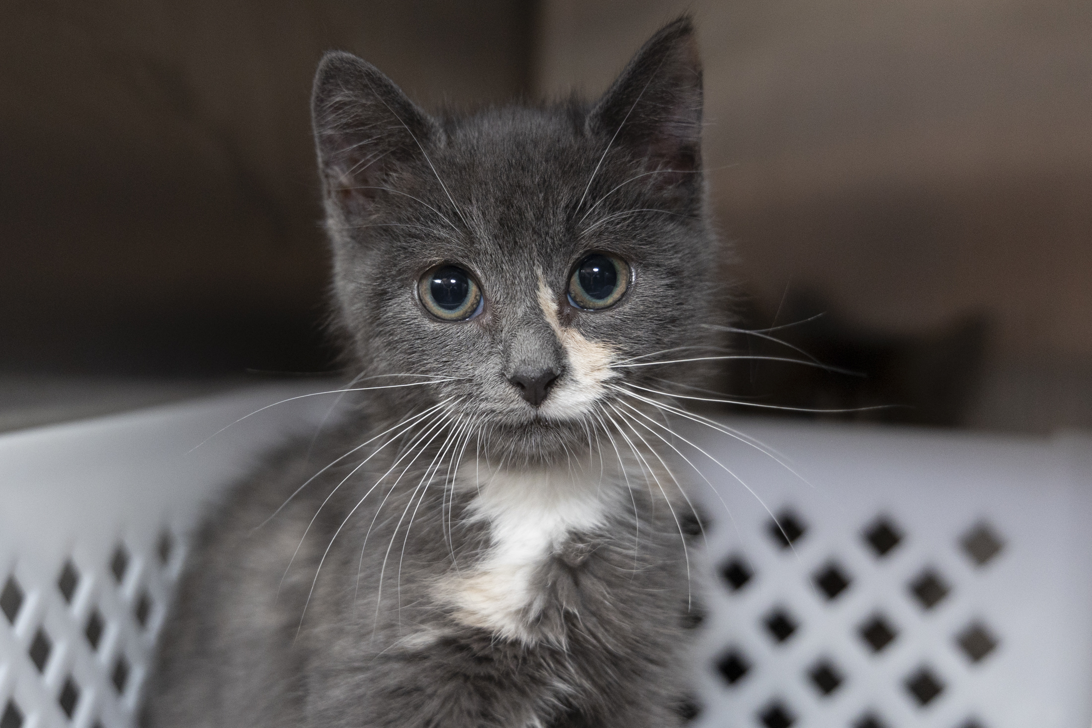 08608B SPOTIFINA- PETSMART NORTH CHARLESTON - Domestic Shorthair / Mix available for adoption
