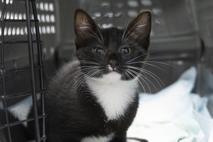 08804B TAK- PETCO NORTH CHARLESTON - Domestic Shorthair / Mix available for adoption