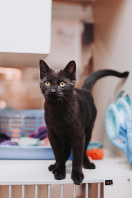 04658B GUMMY BEAR - Domestic Shorthair / Mix available for adoption