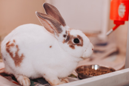 07645B SHREDDER - Rabbit / Rabbit available for adoption