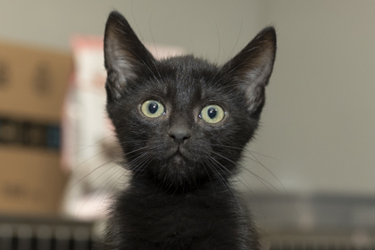 07667B LIONEL - Domestic Shorthair / Mix available for adoption