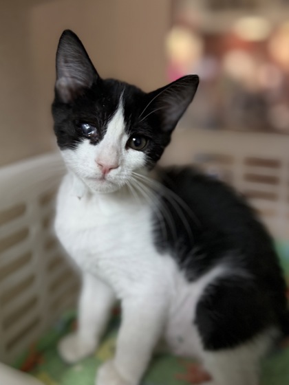 95437a Millie