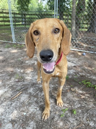 07735B Rambo Adoption Ambassador