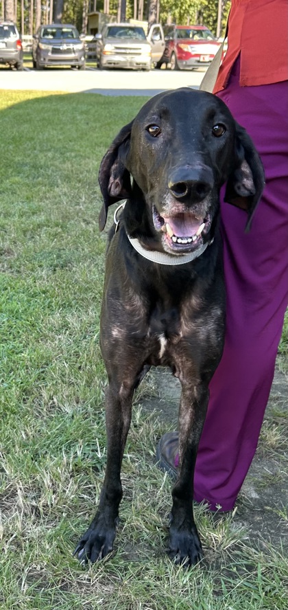 07679B TUCKER - Hound / Mix available for adoption