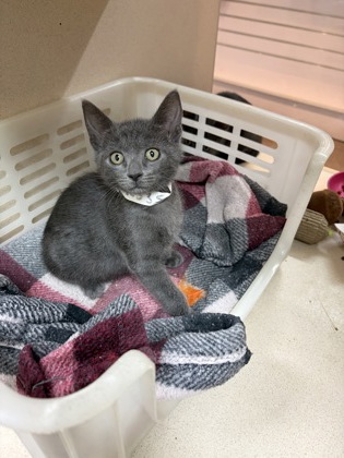 96335A DOBBY - Domestic Shorthair / Mix available for adoption