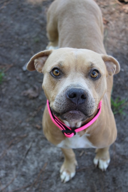 07803B TOOTSIE POP - American Staffordshire Terrier / Mix available for adoption
