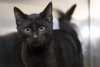 07960B WINSTON - Domestic Shorthair / Mix available for adoption