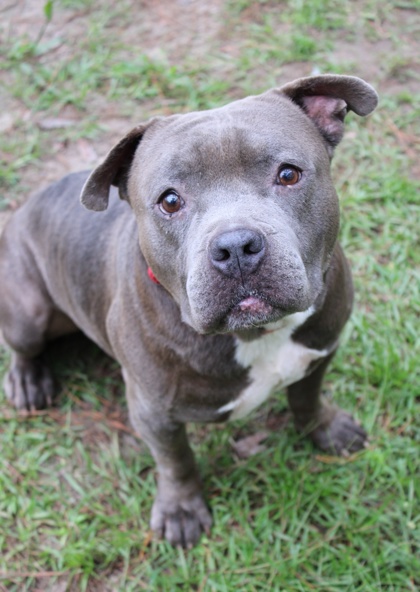 07233B WALRUS - American Pit Bull Terrier / Mix available for adoption