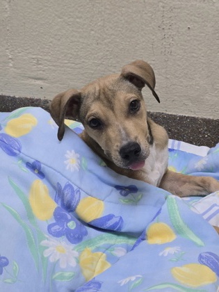 96058A LUNA - American Staffordshire Terrier / Mix available for adoption
