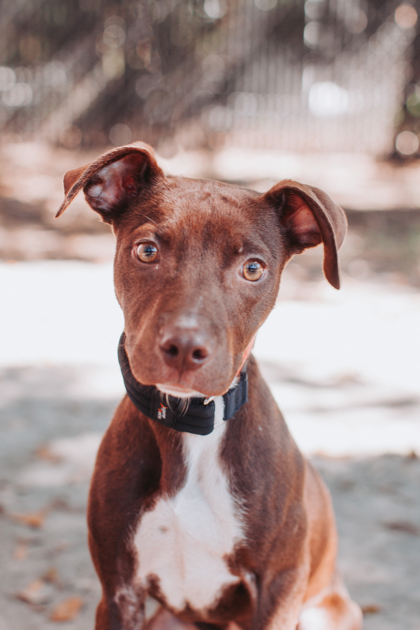 94996A BITSY - Labrador Retriever / Mix available for adoption