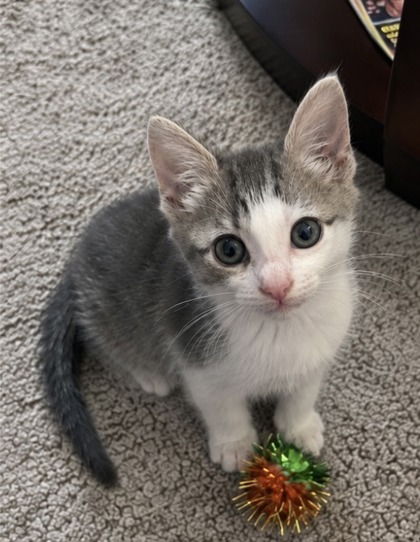 97302A MISTY- PETSMART MT PLEASANT - Domestic Shorthair / Mix available for adoption