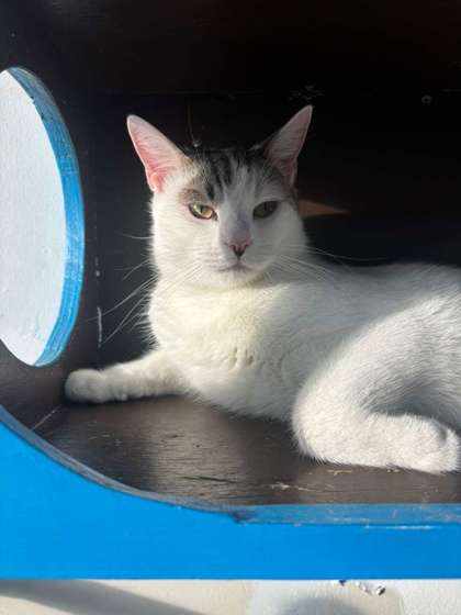 Loki