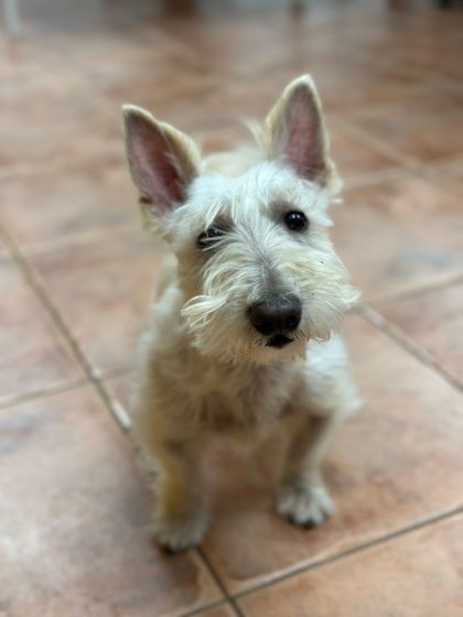 Image of Buffy