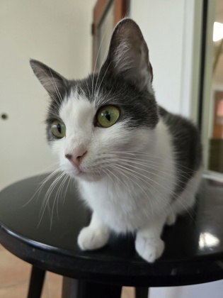 Image of Stella