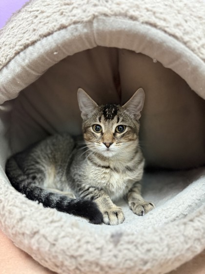 Image of Pixel
