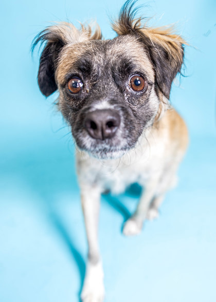 Image of Benji