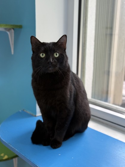 Image of Bartholomeow