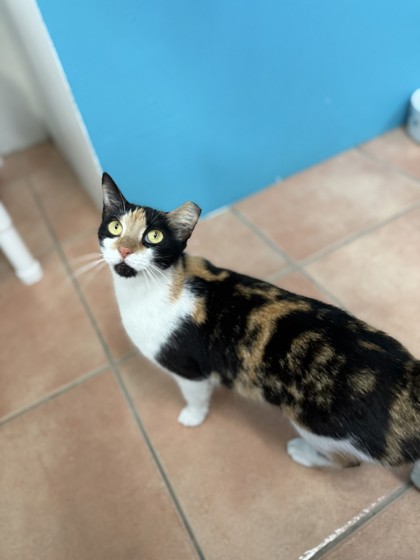 Image of Padmé