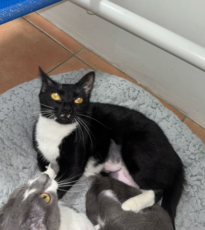 Image of Socks