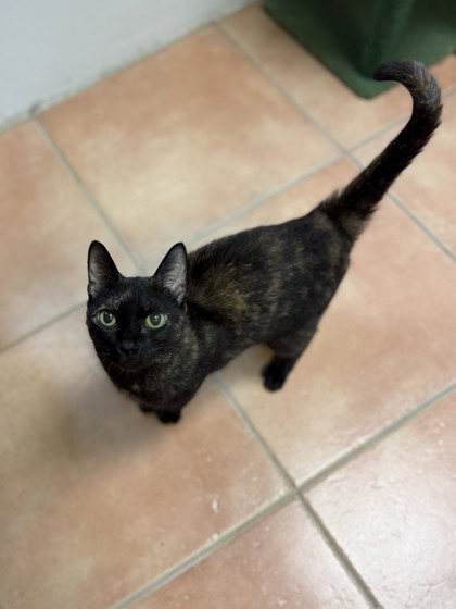 Kasha