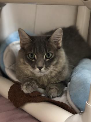 Image of Luna