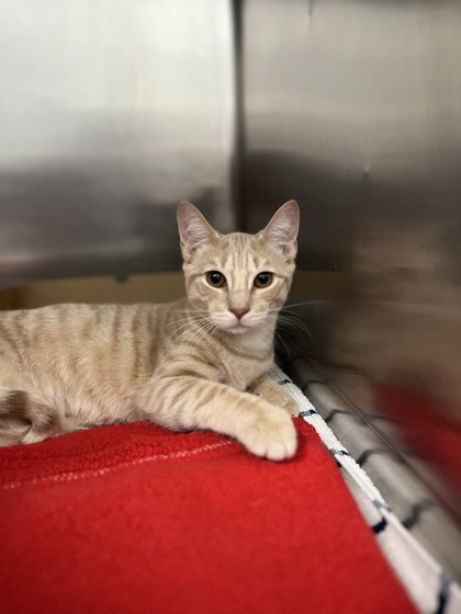 Image of Rajah