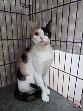 Image of Kitty