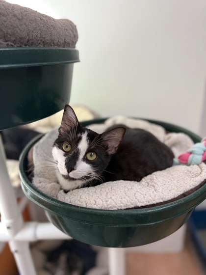 Image of Toby