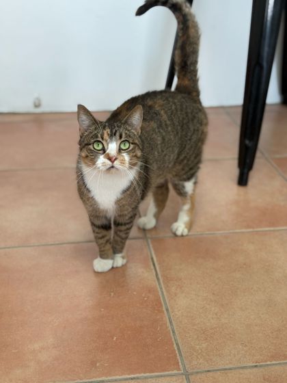 Image of Tiny
