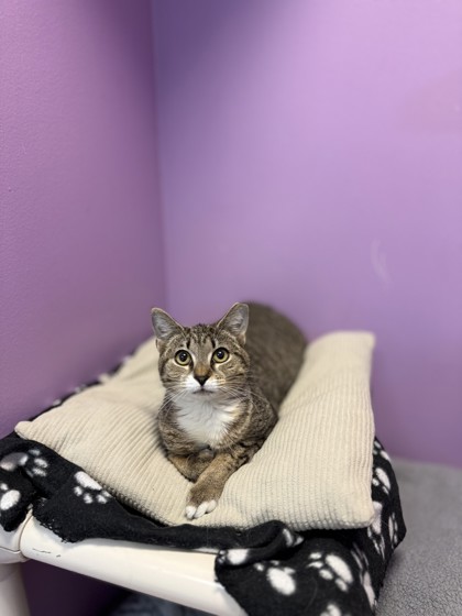 Image of Purrlock