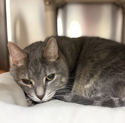 Poe bonded to Morticia