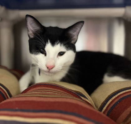 Froggy bonded to Catfish