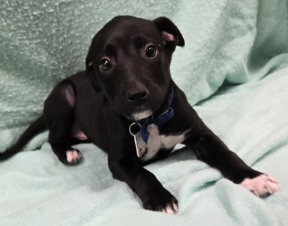 Penelope Featherington