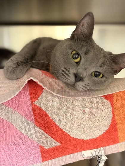 Bluey bonded to Bingo