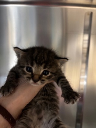 Image_60765595