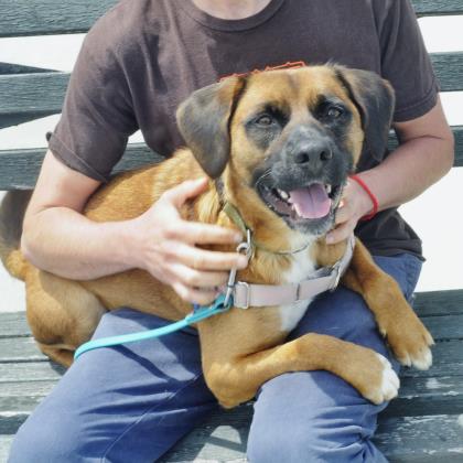 Dozer