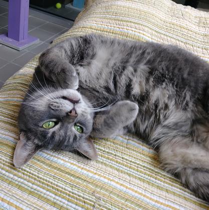 Kitty