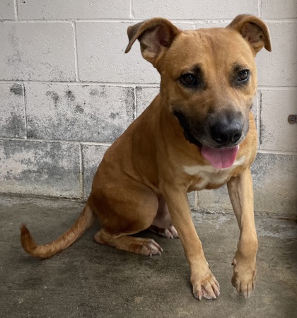 Available Pets – Saint Frances Animal Center