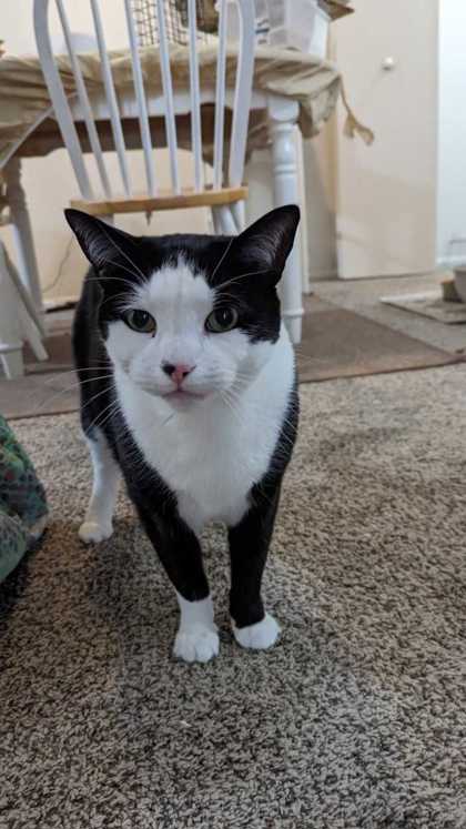 Cat for adoption - Jersey, a Domestic Medium Hair in Deerfield, IL