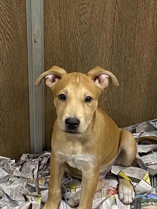 Dog for adoption - Gucci, a Mixed Breed in DeKalb, IL