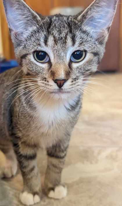 Cat for adoption - Jersey, a Domestic Medium Hair in Deerfield, IL